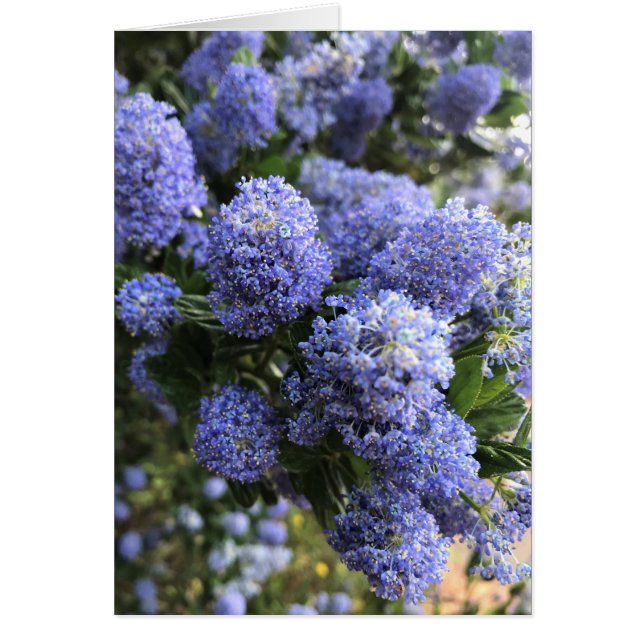 Lilacs sauvages (Devant)