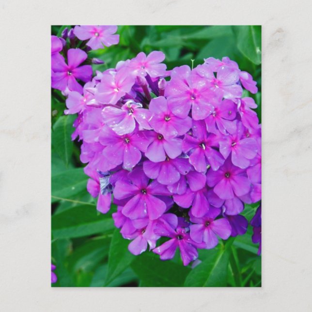 Lilas (Devant)