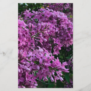 lilas rose violet   photo florale rose romantique