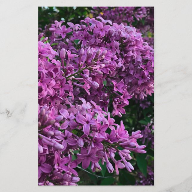 lilas rose violet | photo florale rose romantique (Devant)