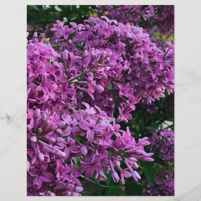lilas rose violet | photo florale rose romantique (Devant)