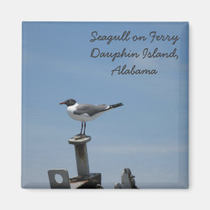 L'île de Dauphin, Aimant de l'Alabama