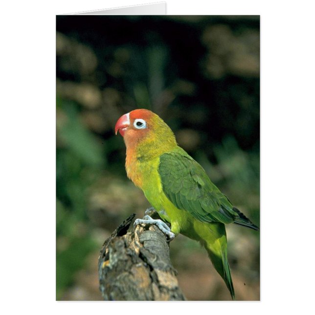 Lilians Lovebird (Devant)