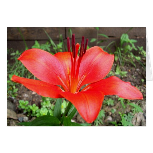 Lilie rouge 2 (Devant horizontal)