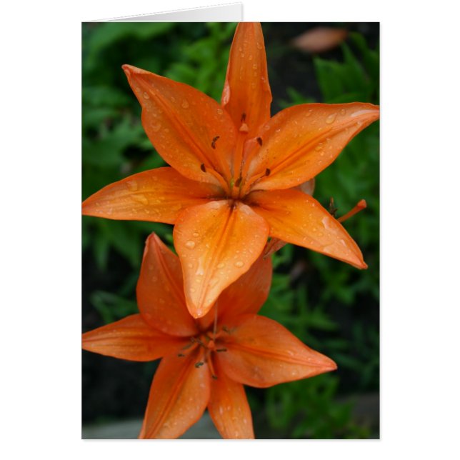 Lilies 3 (Devant)