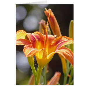 Lilies dans la lumière du soleil