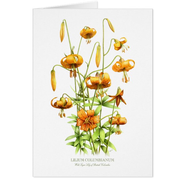 Lilies sauvages du tigre (Devant)