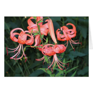 Lillies de tigre