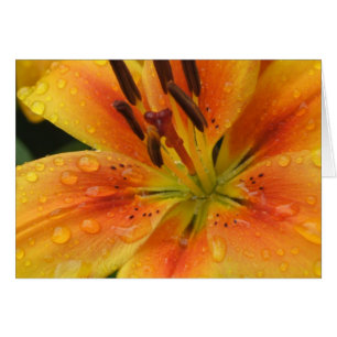 Lillies sous la pluie