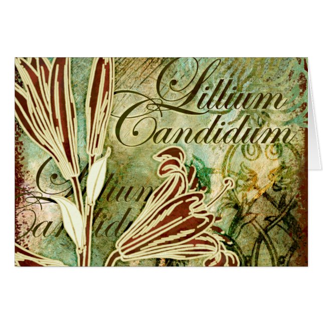 Lillium candidum (Devant horizontal)