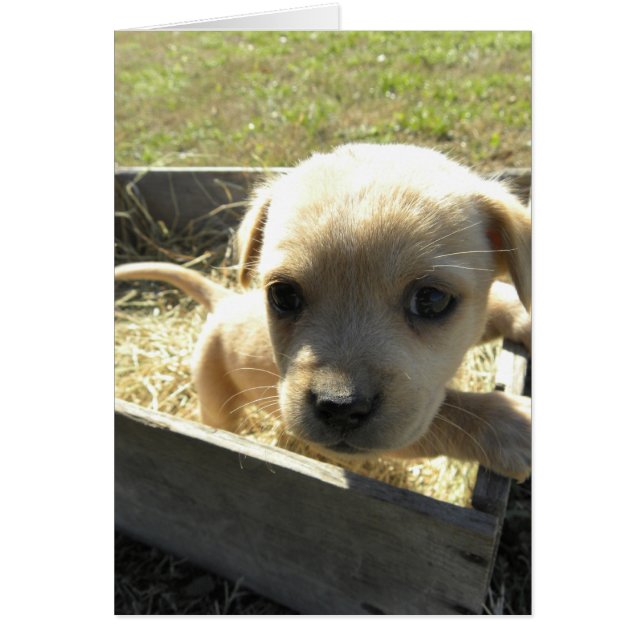 Lilly dans une boîte (Devant)