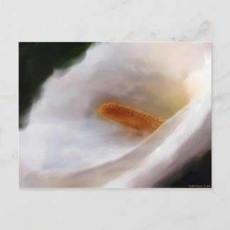 Lilly de la carte postale du Nil