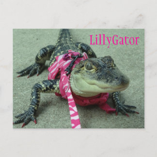 LillyGator Alligator Secourir carte postale