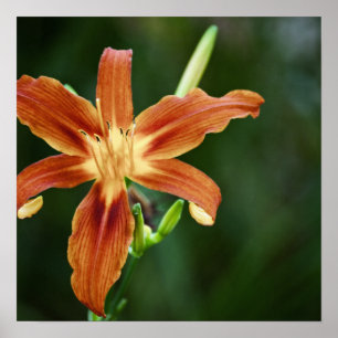Lily 6588 Impression