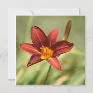 Lily africaine