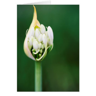 Lily africaine, Praecox d'Agapanthus, Cap