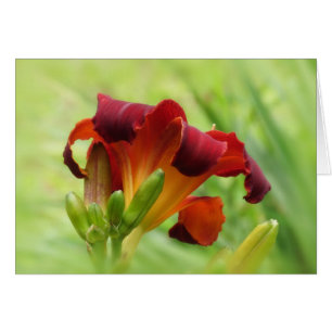 Lily Back - Daylily