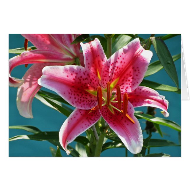 Lily Beauty (Devant horizontal)