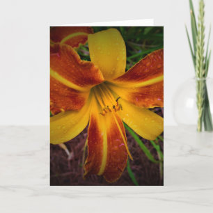 Lily, carte