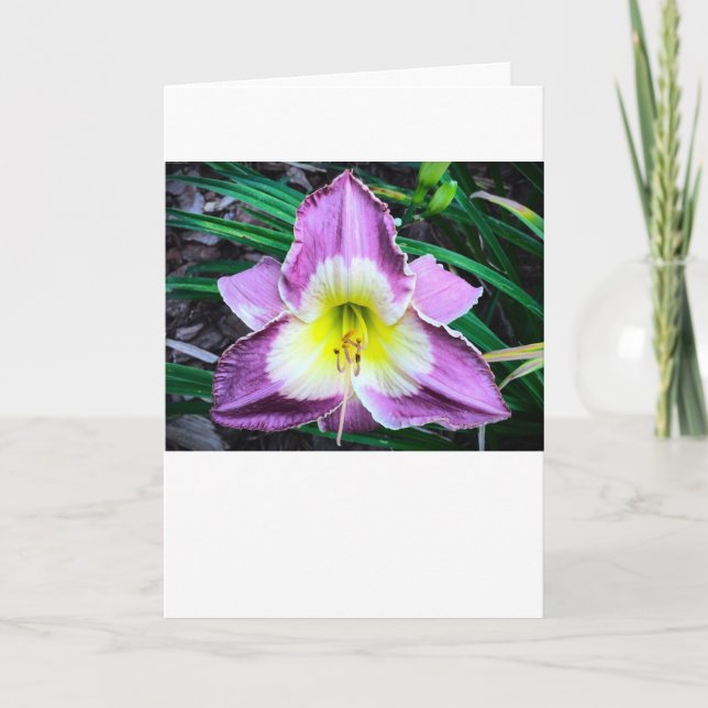 Lily, carte (Devant)