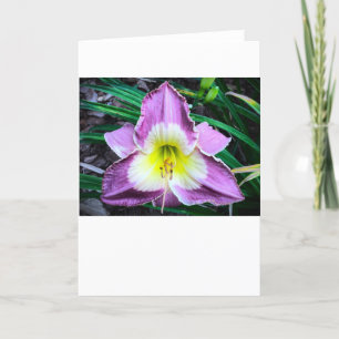 Lily, carte