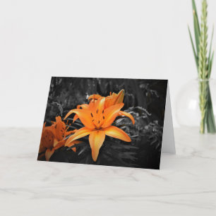 Lily, carte