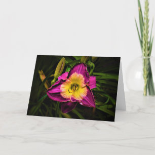 Lily, carte