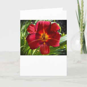 Lily, carte