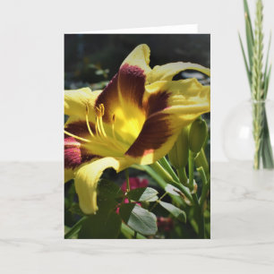 Lily, carte