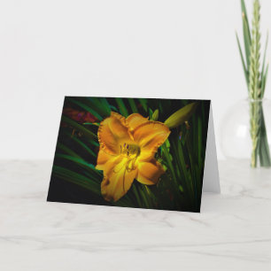 Lily, carte