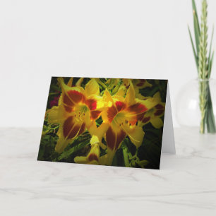 Lily, carte