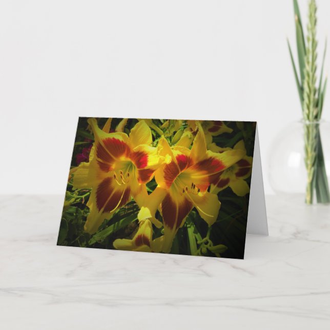 Lily, carte (Devant)