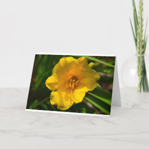 Lily, carte