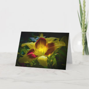 Lily, carte