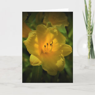 Lily, carte