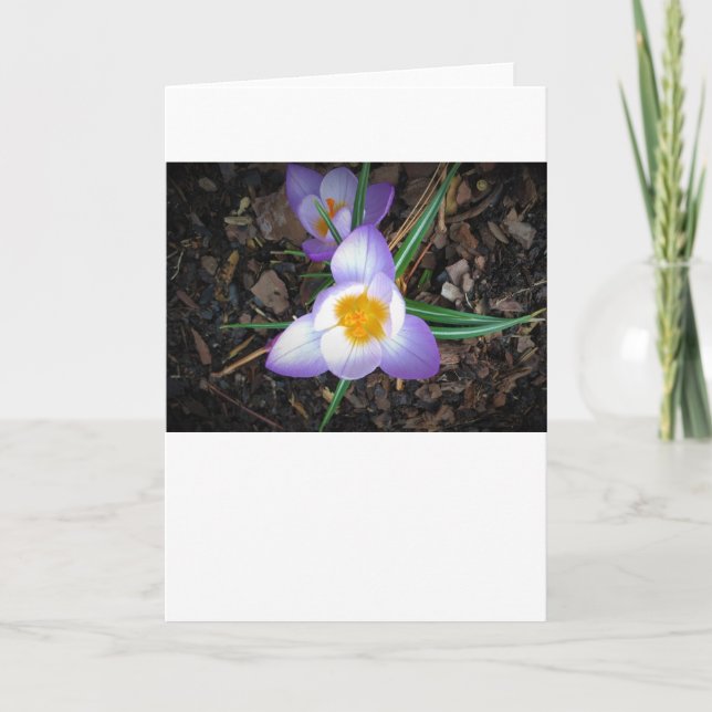 Lily, carte (Devant)