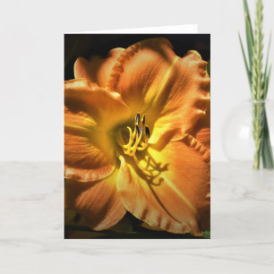 Lily, carte