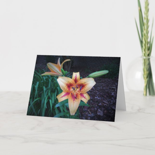 Lily, carte (Devant)