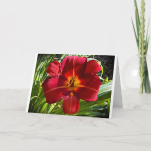 Lily, carte