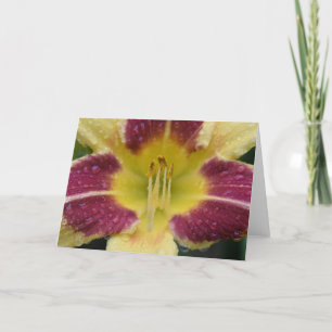 Lily, carte