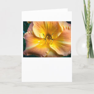 Lily, carte