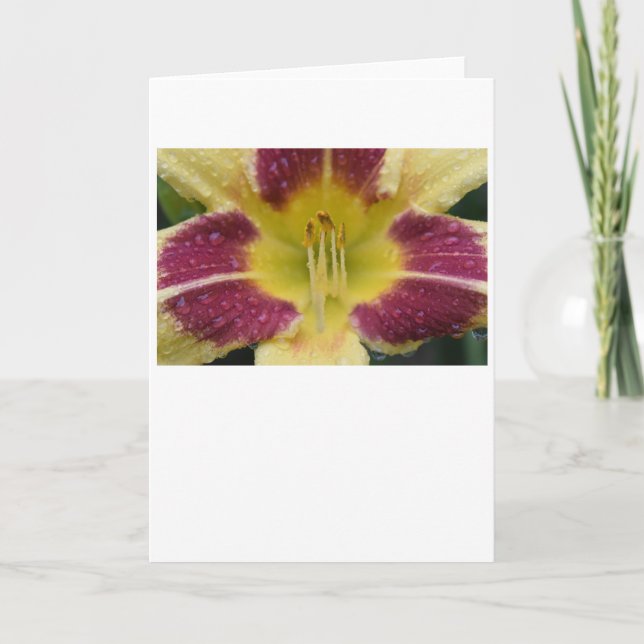 Lily, carte (Devant)