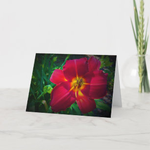 Lily, carte