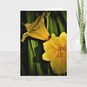 Lily, carte