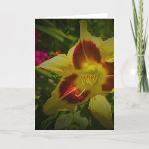 Lily, carte