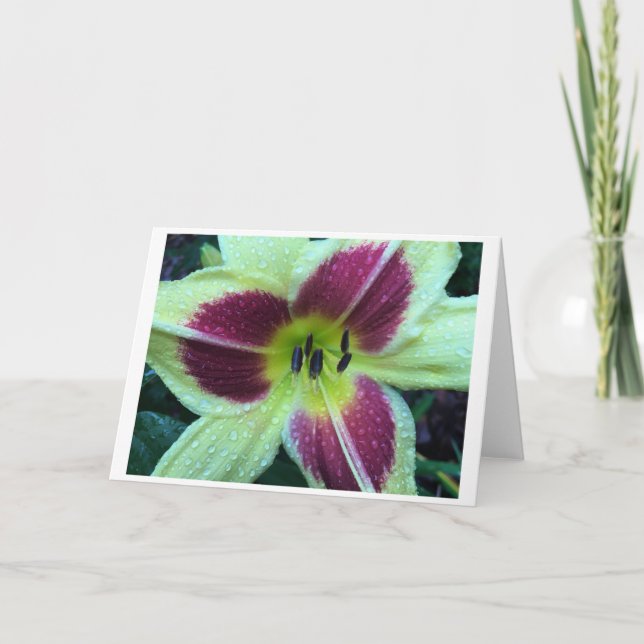 Lily, carte (Devant)