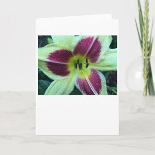 Lily, carte