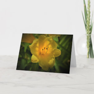 Lily, carte