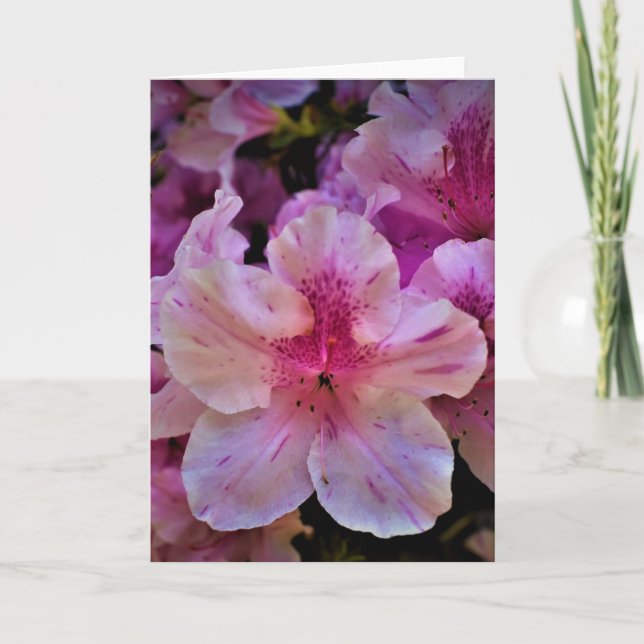 Lily, carte (Devant)