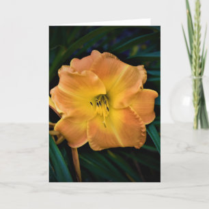 Lily, carte